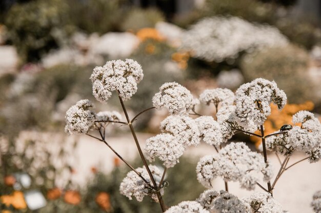 Photo wildflowers growing in garden in spring or summer