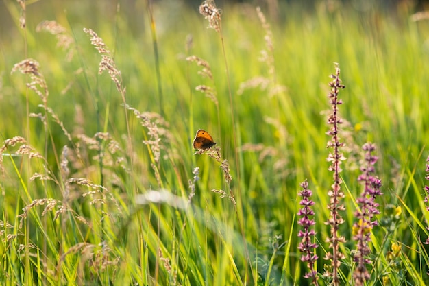 Wildflowers and herbs in the meadow on a summer sunny day