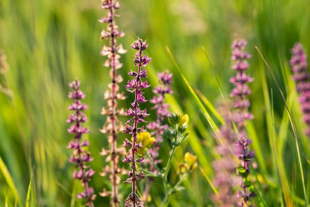 夏の晴れた日の牧草地の野花とハーブ