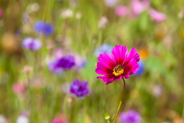 Wildflowers on a meadow in a sunny day. Shot with a selective focus