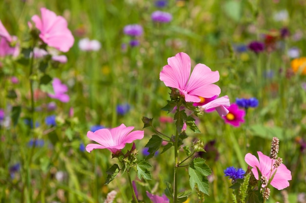 晴れた日の牧草地の野花