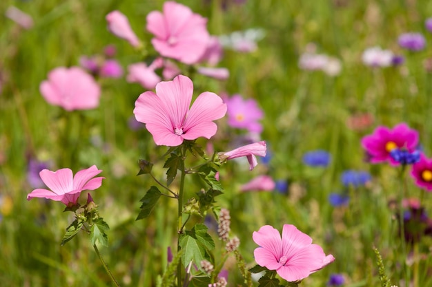 Fiori di campo su un prato in una giornata di sole