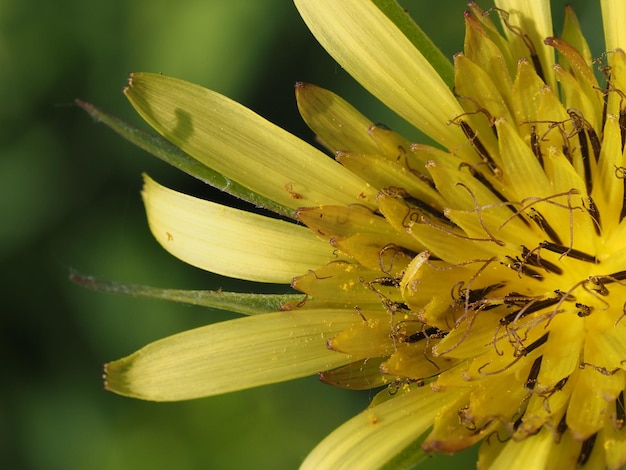 wildflowers in the meadow