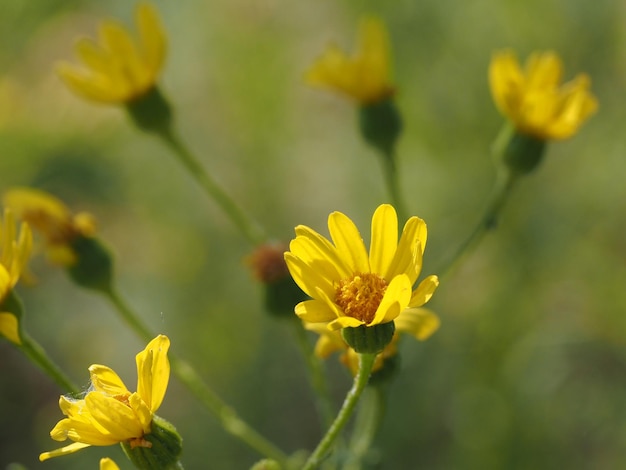 牧草地の野生の花