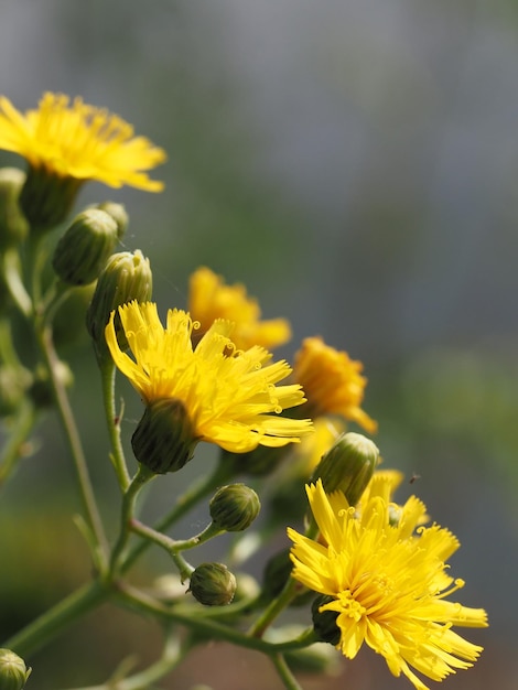 牧草地の野生の花