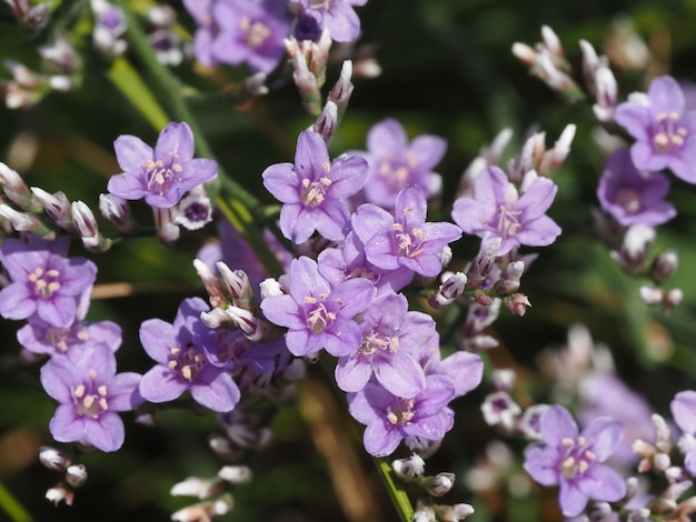 牧草地の野生の花