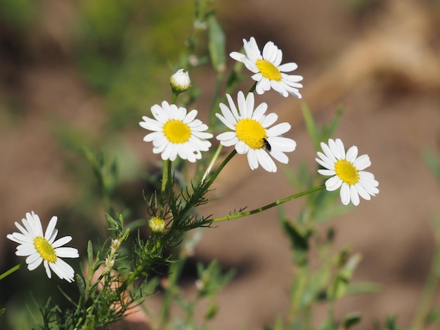 wildflowers in the meadow