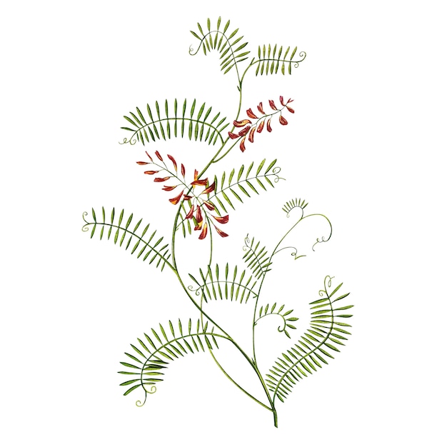 야생화 약용 술 Vetch 수채화 삽화. 절연 꽃, 식물 표본 상자 식물입니다. 정확한 식물 그림.