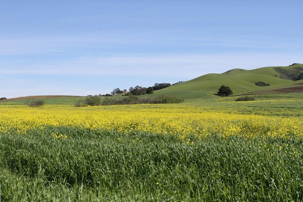 Wildflowers at Morro bay california