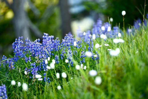 野生の花 ノースウエスト