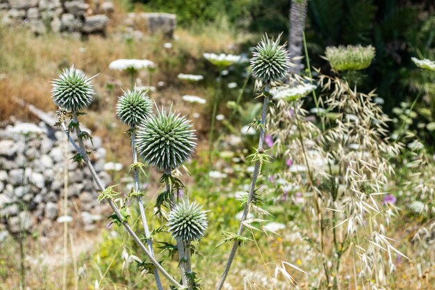 野生の花、植物、茂み、ピンク紫、クローズアップ、レバノン