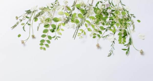 wildflowers and plants on white background