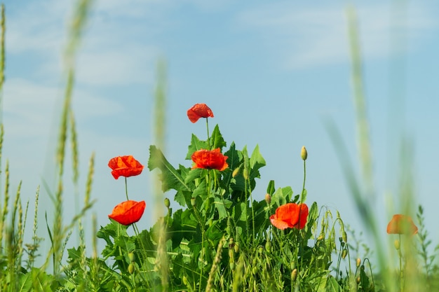 Wildflowers poppies in the grass against the blue sky. Summer blooming background.