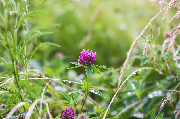 Wildflowers on summer field. Pink clover flower.