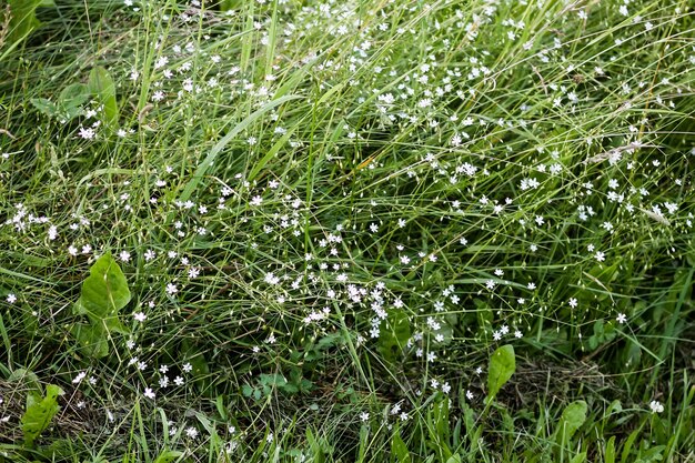 Wildflowers on summer field.