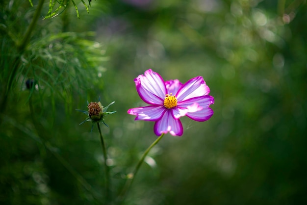 野生の花の夏の花壇の背景