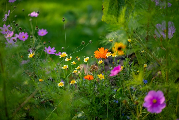 野生の花の夏の花壇の背景