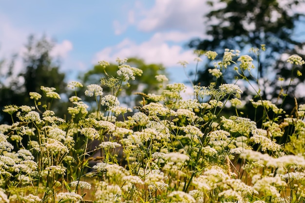 夏の牧草地の野花野生の自然の中で薬草