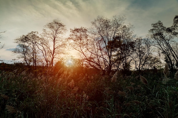 Wildflowers at sunset on the meadow autumn sunset grass