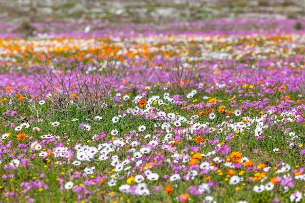 Foto fiori di campo nel parco nazionale della costa occidentale