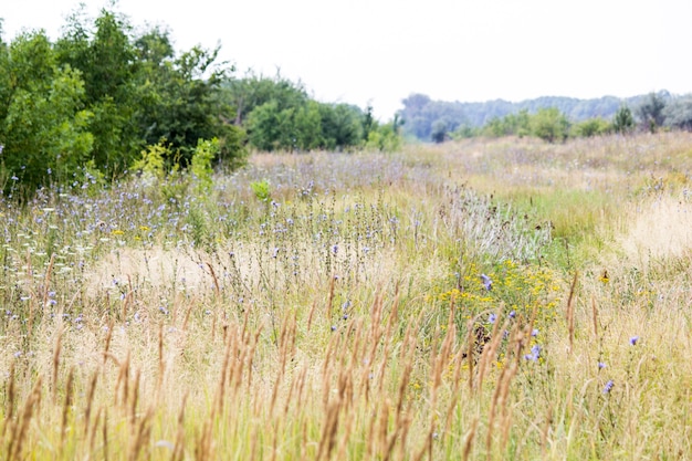 Wildflowers. Zomer veld