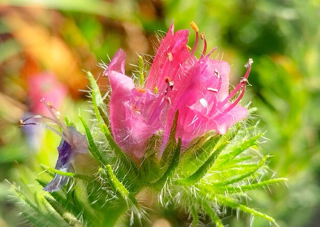 Photo wildflowers