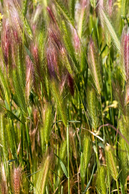 Дикорастущие колоски Hordeum murinum растут на лугу в горах в солнечный весенний день