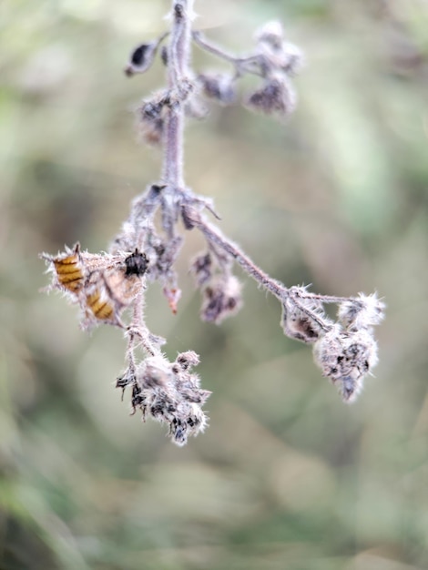 wildleven bloemen achtergrond boslandschap