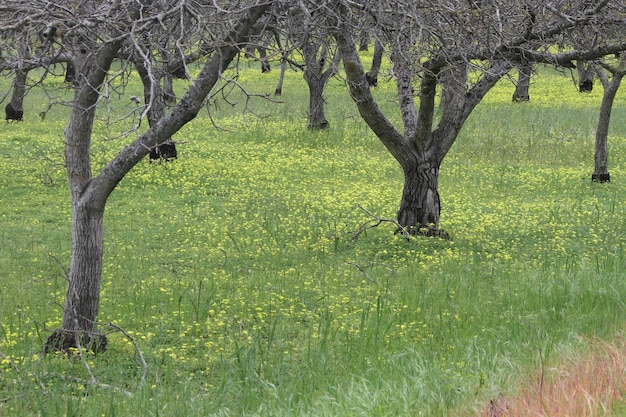 Wildlflowers in California