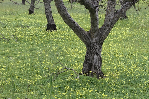 Wildlflowers in California