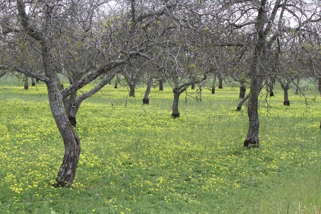 Wildlflowers in California