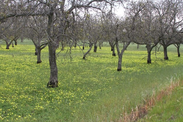 カリフォルニアのワイルドフラワー