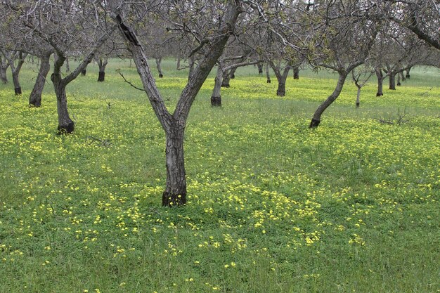 Wildlflowers in California