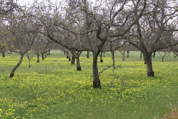 Wildlflowers in California