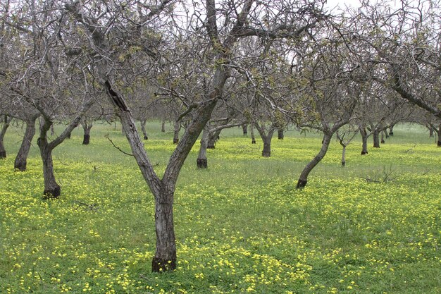 カリフォルニアのワイルドフラワー