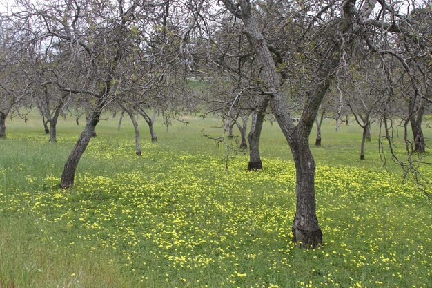 Wildlflowers in California