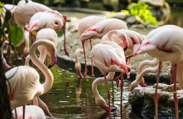 ワイルドライフ動物、フラミンゴは鳥類、チラシの一種です。フラミンゴは通常、