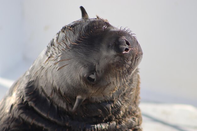 写真 野生動物