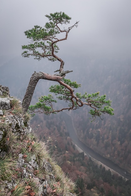 가을 폴란드의 야생 동물 Pieniny 산의 안개 낀 Sokolica 피크