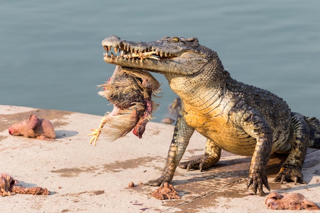 Фото Дикий крокодил ловит и ест курицу