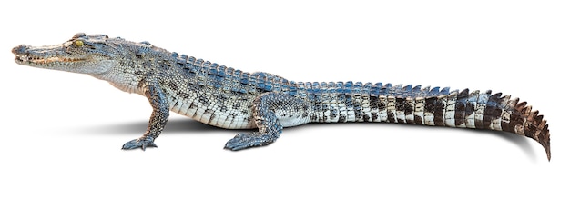 Wildlife crocodile on white