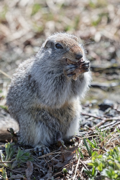 野生動物のかわいいジリス