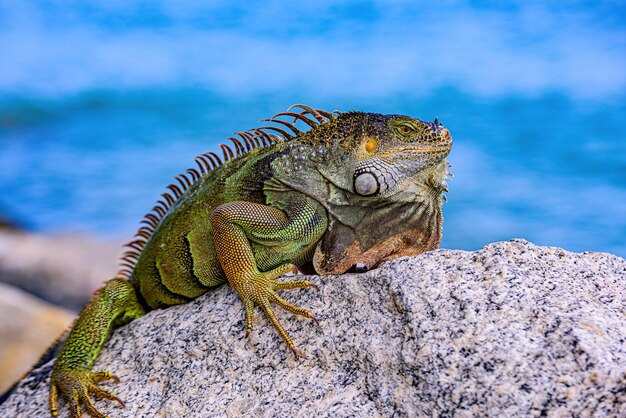 Wildlife en natuur zeeleguanen groene hagedissen leguaan leguaan draak