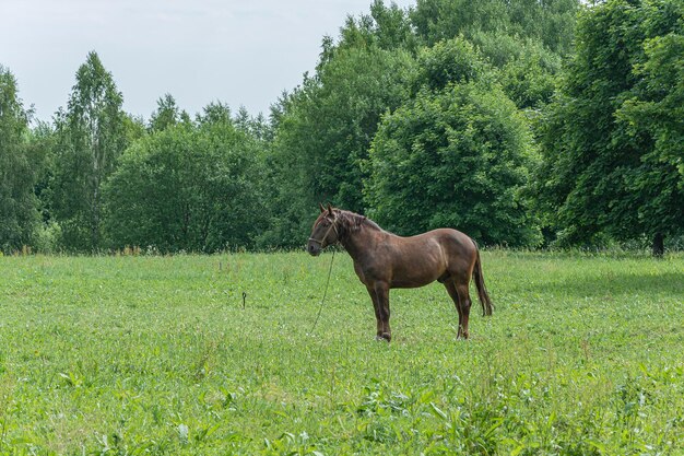 Wildlife Horse on a leash near the forest on the grass