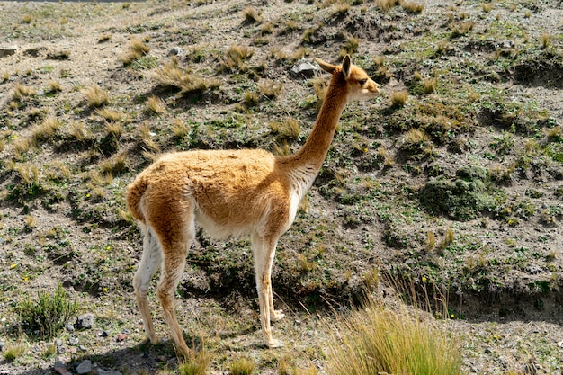 Wildlife in het chimborazo wildlife reserve in ecuador