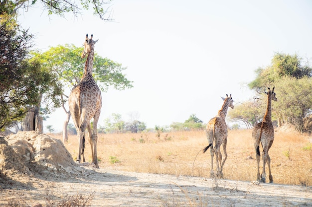 Wildlife in Zambia Afrika - giraf in Chaminuka National Park, Lusaka