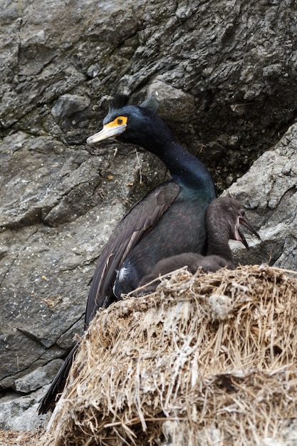 Wildlife of Kamchatka Peninsula: Red-faced cormorant (Phalacrocorax urile) sitting in nest on cliff. Russia, Far East, Kamchatka.