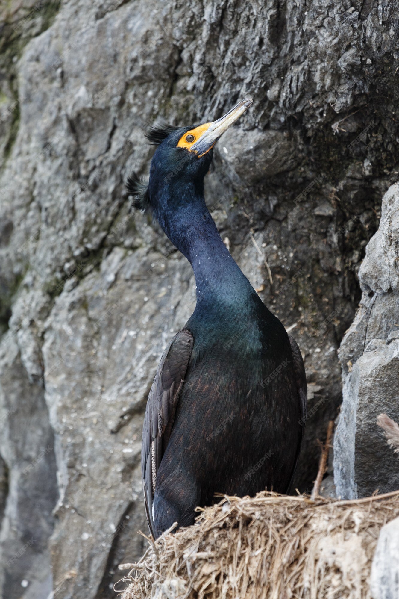 Image of Short feathered shag sitting on nest with chicks