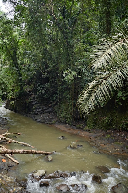 Wildlife Landscape Een rivier in het midden van een dichte jungle