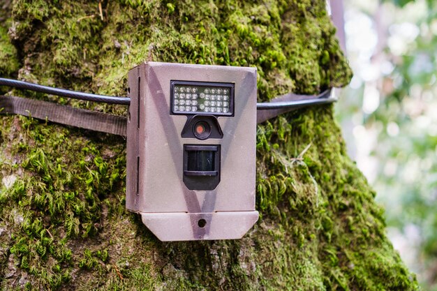 Wildlife monitoring device strapped on the base of a tree trunk Santa Cruz mountains San Francisco bay area California